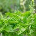 Uses for basil flowers