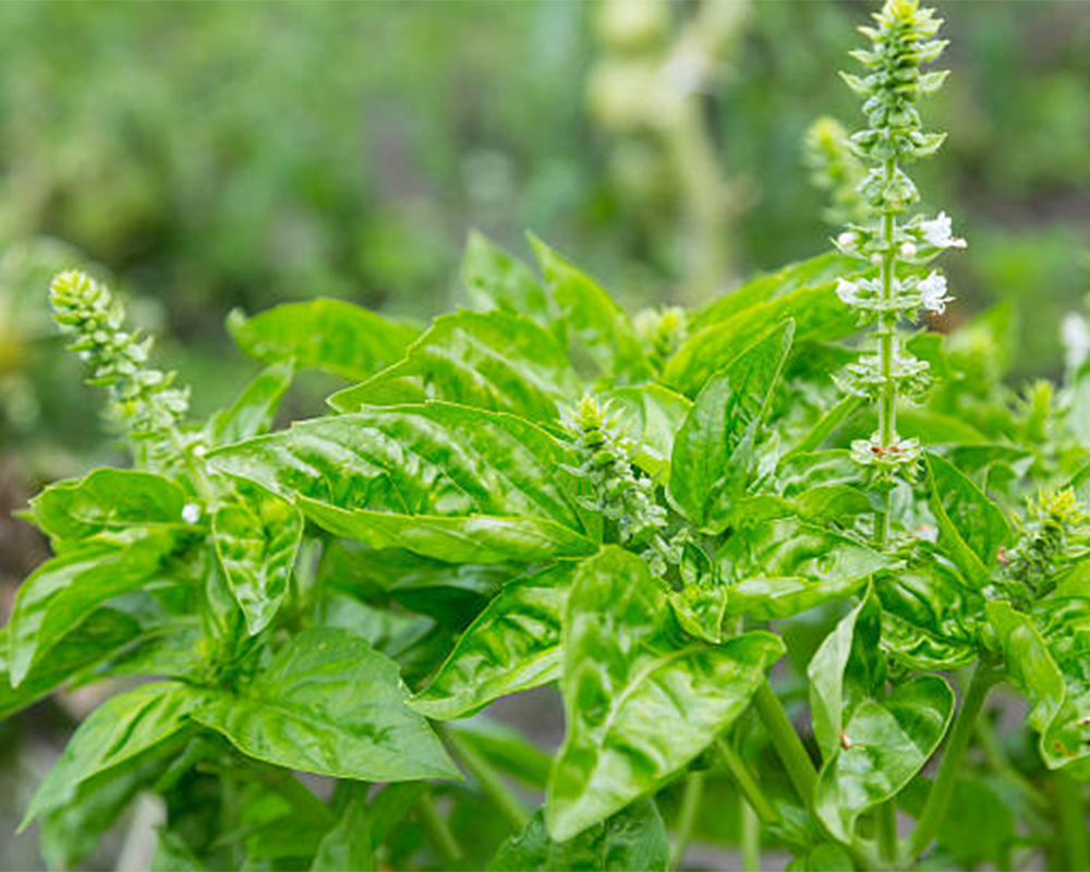 Uses for basil flowers