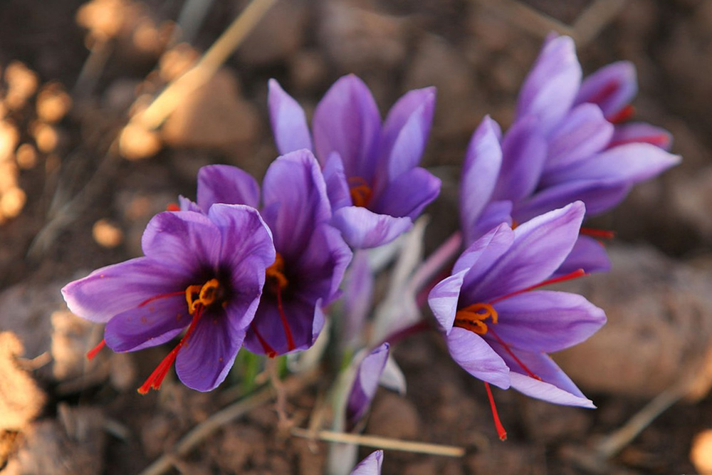 alternative to saffron